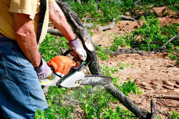 Professional Tree Service in St Paul, MN